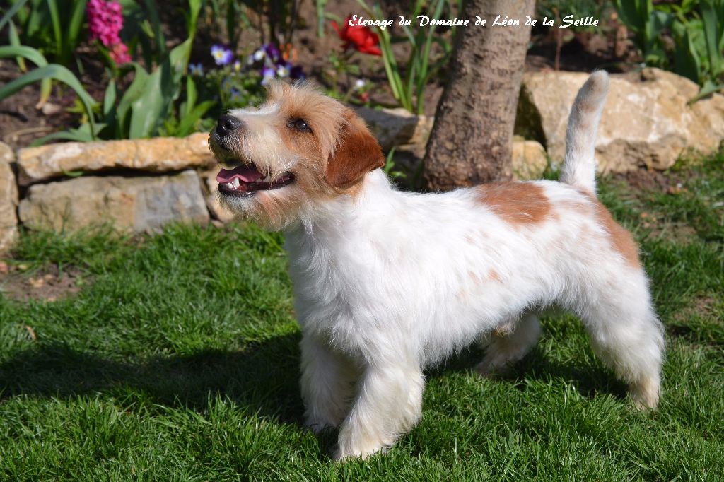Les Jack Russell Terrier de l'affixe du Domaine De Léon De La Seille