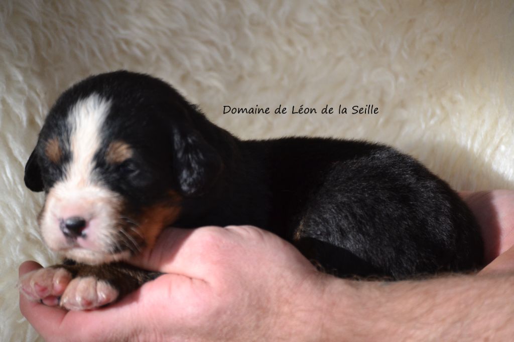 du Domaine De Léon De La Seille - Chiot disponible  - Bouvier Bernois