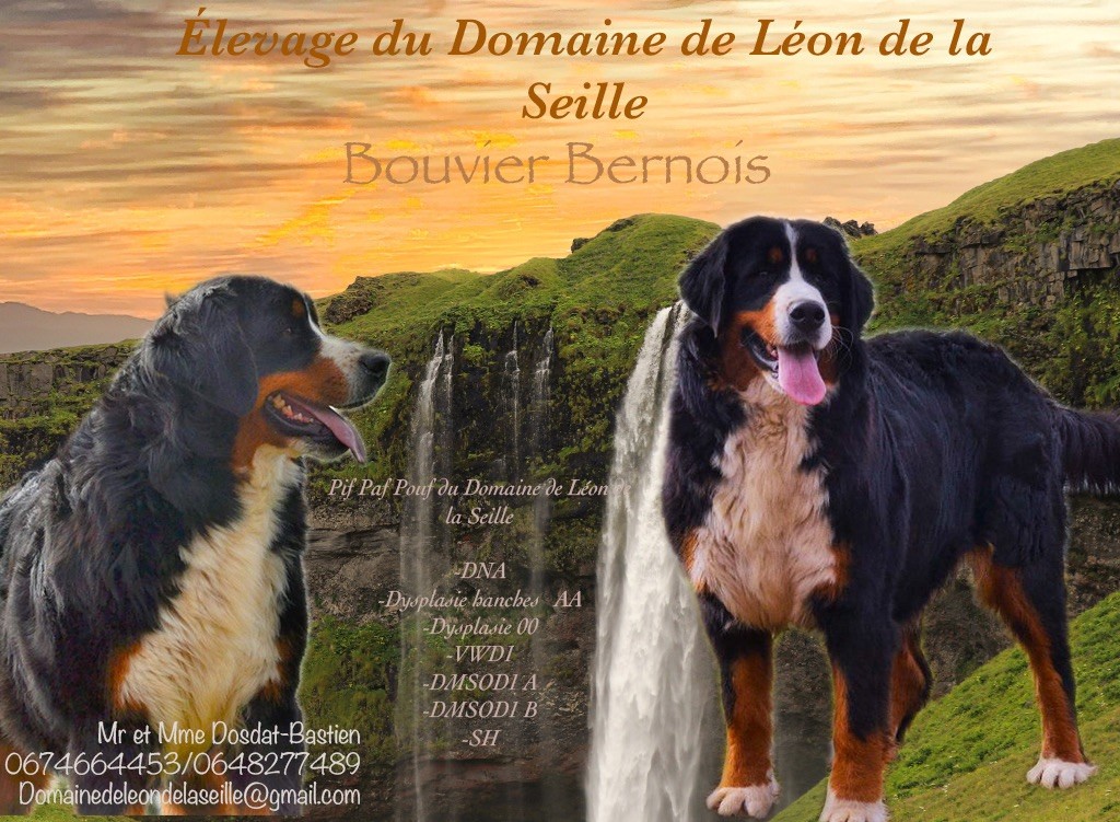 Les Bouvier Bernois de l'affixe du Domaine De Léon De La Seille