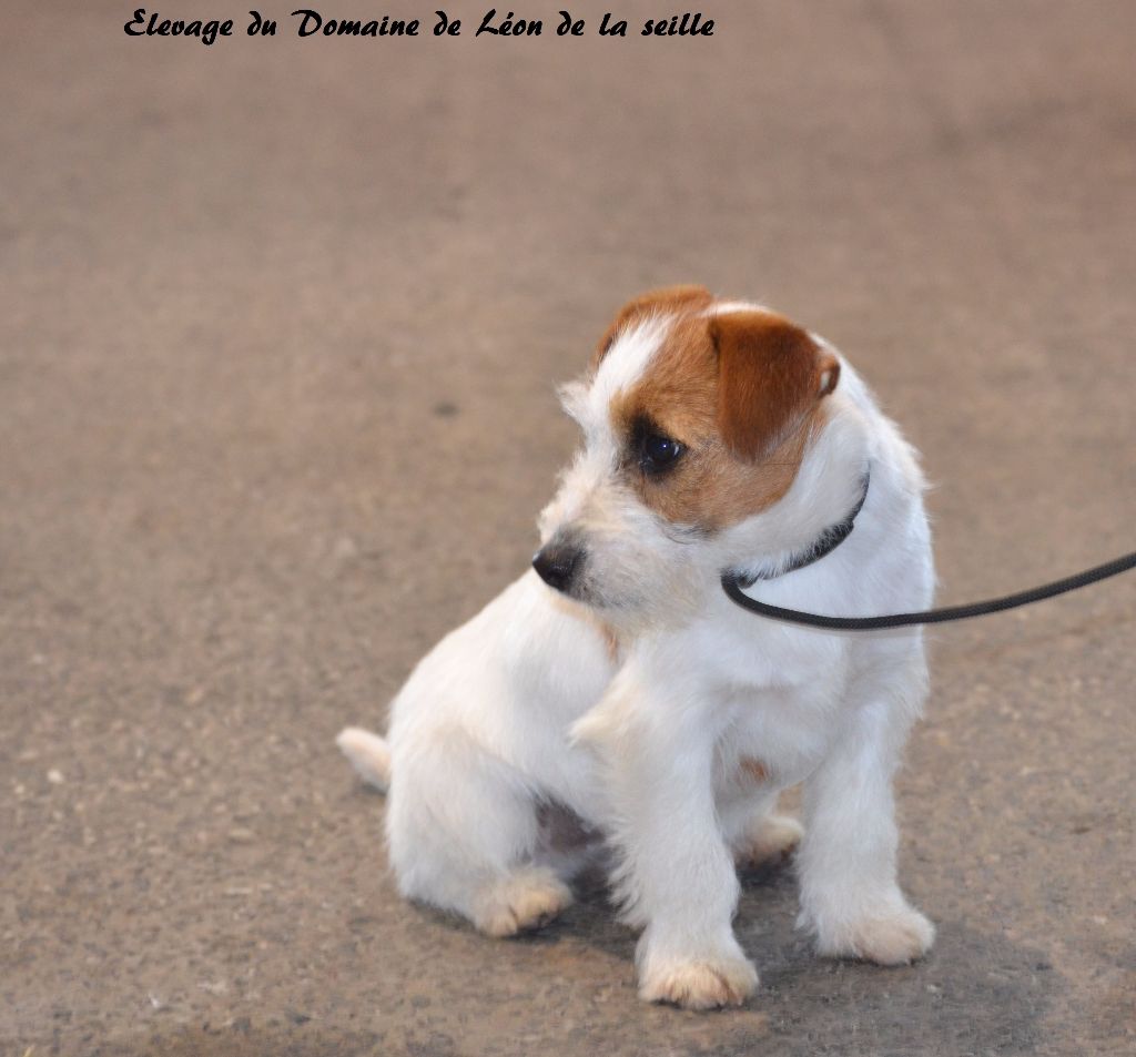 du Domaine De Léon De La Seille - Meilleur Puppy Nina Ricci du Domaine de Léon de la Seille metz cacib 