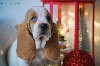  - A RESERVER CHIOTS BASSETS HOUND SELECTION BEAUTE SANTE CARACTERE 