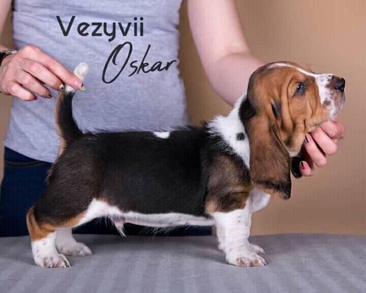 CH. vezuvii Oscar