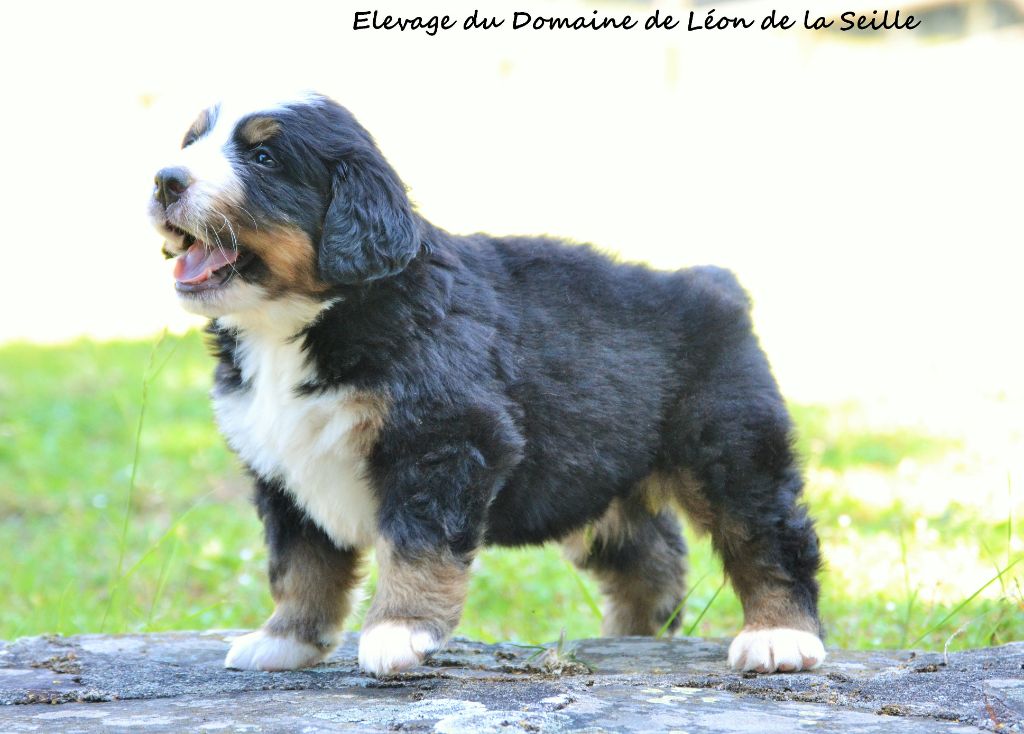 Bouvier bernois, La Brégeoise - Élevage