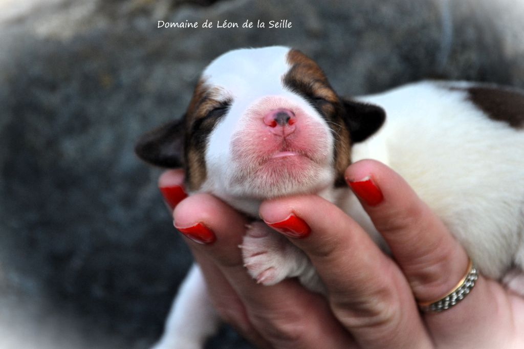 du Domaine De Léon De La Seille - Chiot disponible  - Jack Russell Terrier