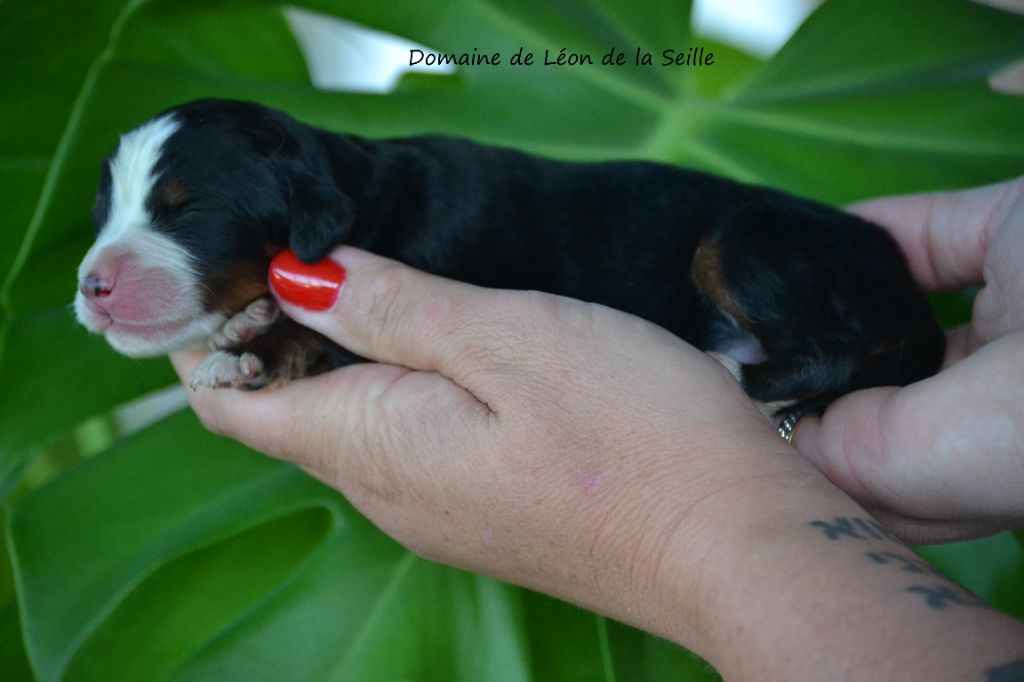 du Domaine De Léon De La Seille - Chiot disponible  - Bouvier Bernois