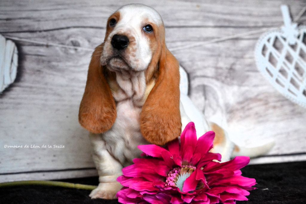 du Domaine De Léon De La Seille - Chiot disponible  - Basset Hound