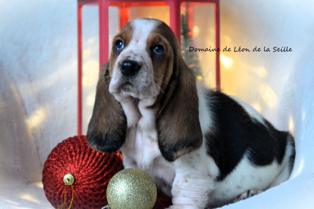 du Domaine De Léon De La Seille - Chiot disponible  - Basset Hound