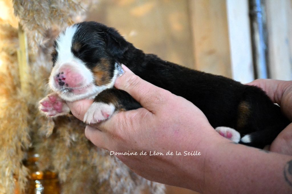 du Domaine De Léon De La Seille - Chiot disponible  - Bouvier Bernois