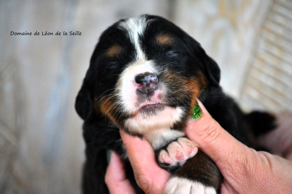 du Domaine De Léon De La Seille - Chiot disponible  - Bouvier Bernois