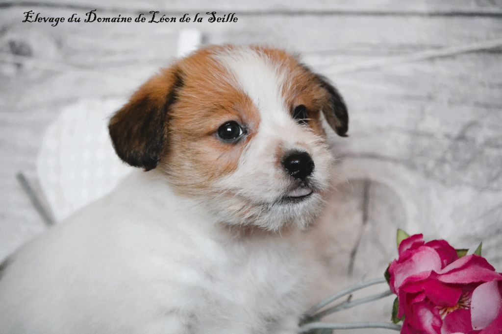 du Domaine De Léon De La Seille - Chiot disponible  - Jack Russell Terrier