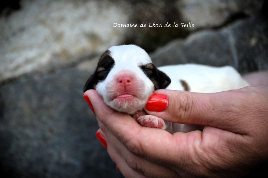 du Domaine De Léon De La Seille - Chiot disponible  - Jack Russell Terrier