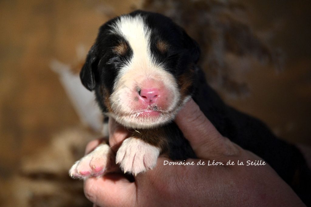 du Domaine De Léon De La Seille - Chiot disponible  - Bouvier Bernois