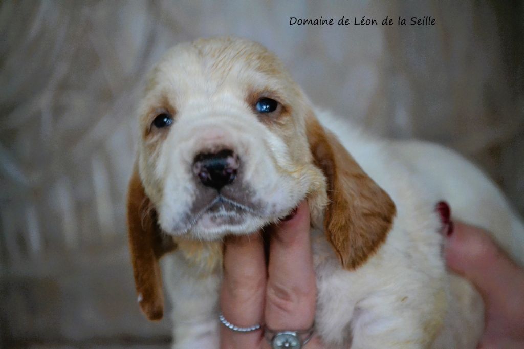 du Domaine De Léon De La Seille - Chiot disponible  - Basset Hound