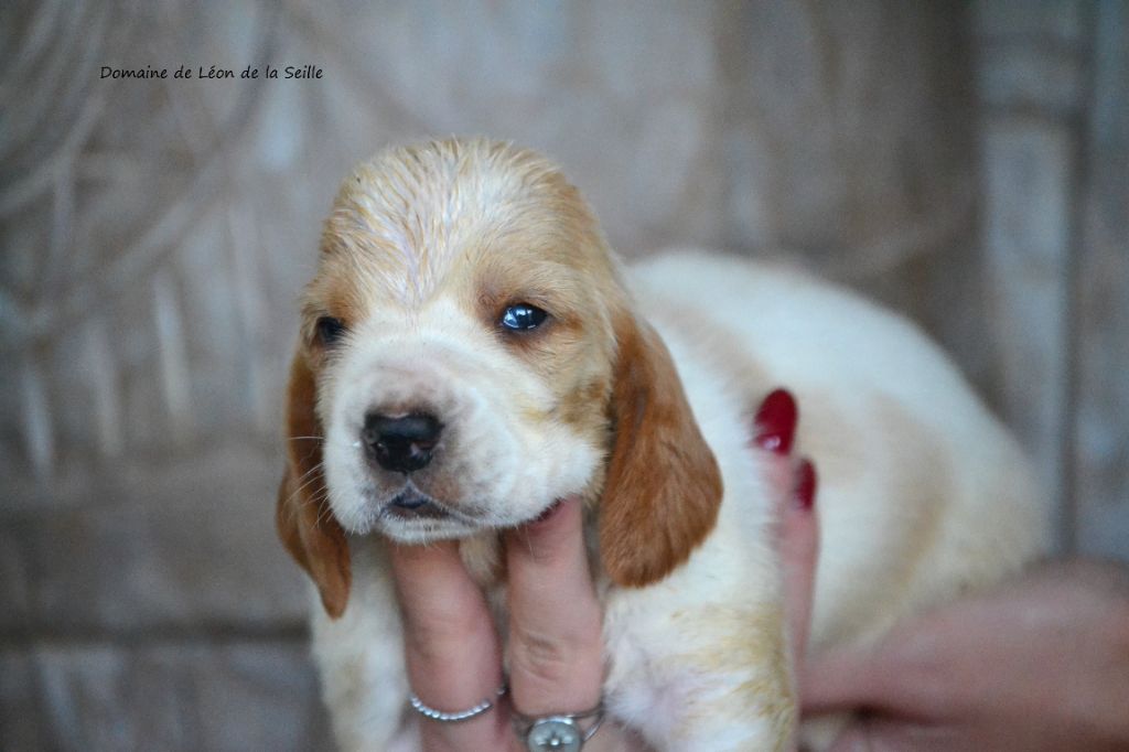 du Domaine De Léon De La Seille - Chiot disponible  - Basset Hound