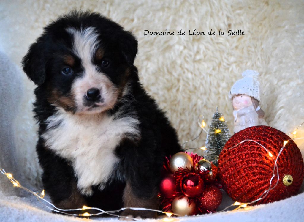 du Domaine De Léon De La Seille - Chiot disponible  - Bouvier Bernois