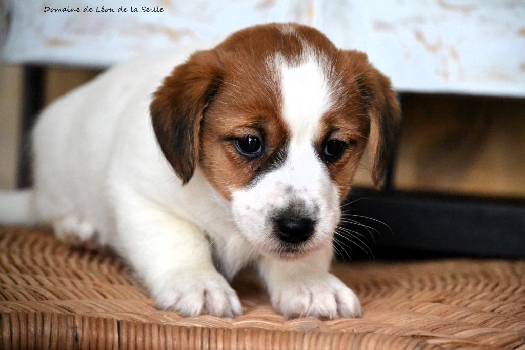 du Domaine De Léon De La Seille - Chiot disponible  - Jack Russell Terrier