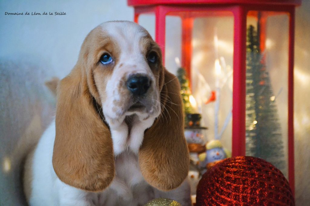 du Domaine De Léon De La Seille - Chiot disponible  - Basset Hound