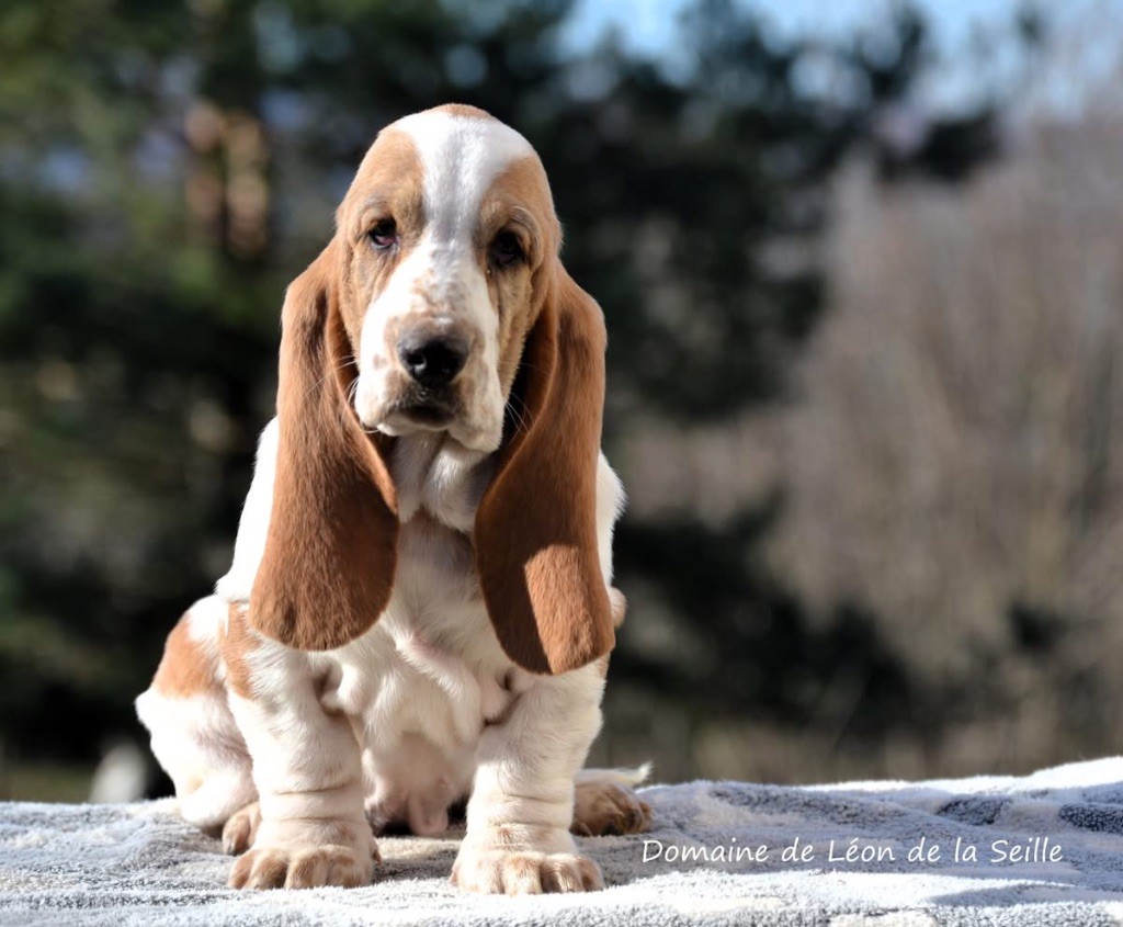 chiot Basset Hound du Domaine De Léon De La Seille