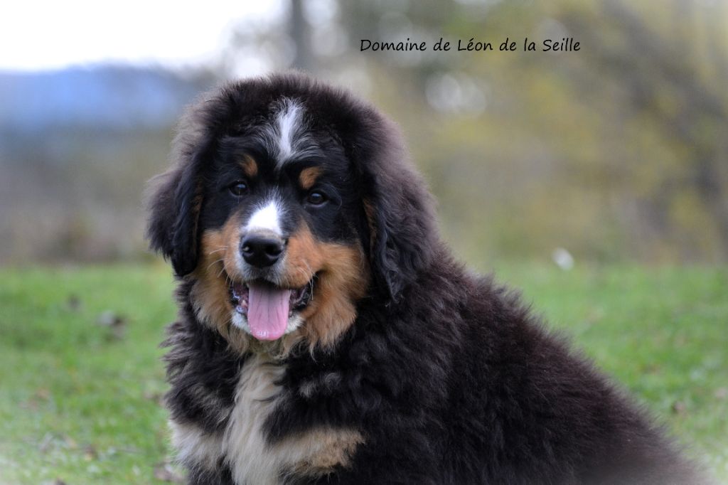 chiot Bouvier Bernois du Domaine De Léon De La Seille