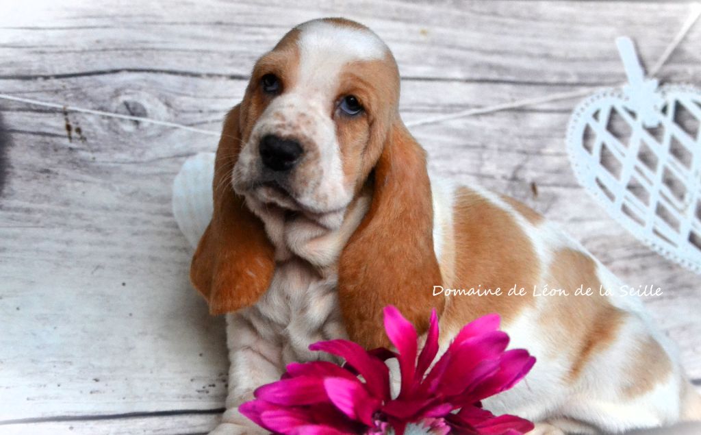 chiot Basset Hound du Domaine De Léon De La Seille