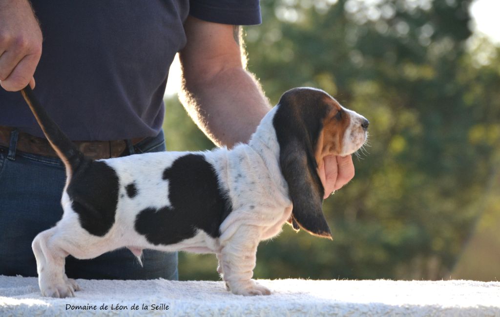 du Domaine De Léon De La Seille - Chiot disponible  - Basset Hound