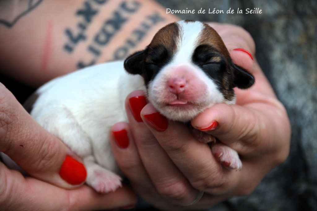 du Domaine De Léon De La Seille - Chiot disponible  - Jack Russell Terrier