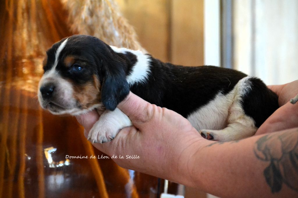 du Domaine De Léon De La Seille - Chiot disponible  - Basset Hound