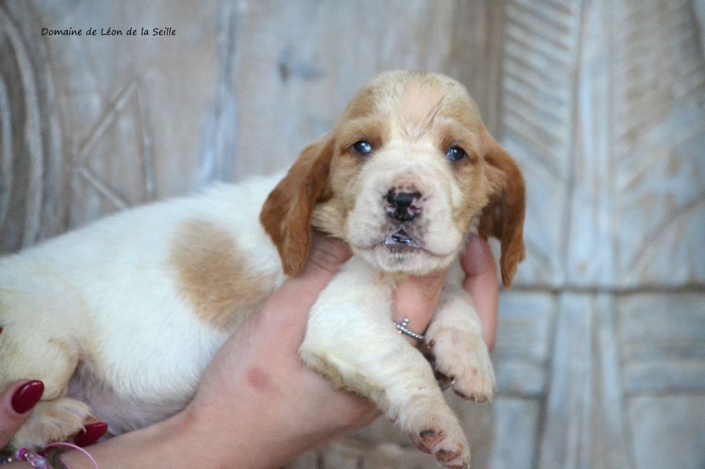 du Domaine De Léon De La Seille - Chiot disponible  - Basset Hound