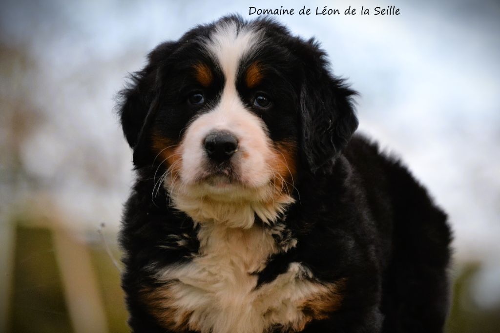 chiot Bouvier Bernois du Domaine De Léon De La Seille