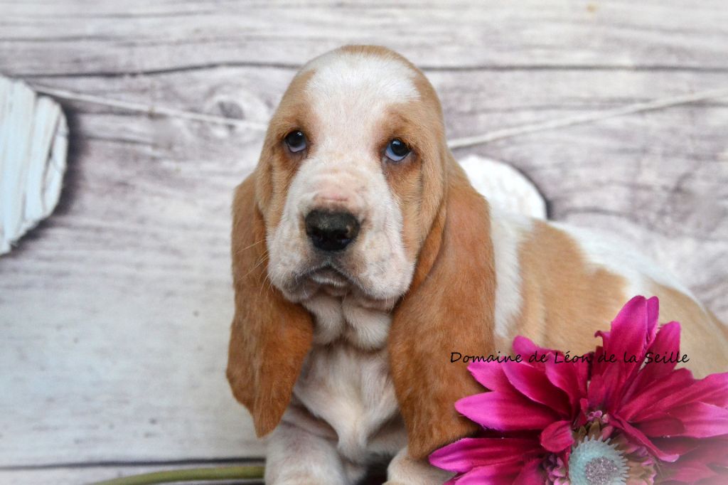 du Domaine De Léon De La Seille - Chiot disponible  - Basset Hound