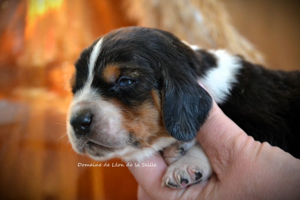 chiot Basset Hound du Domaine De Léon De La Seille