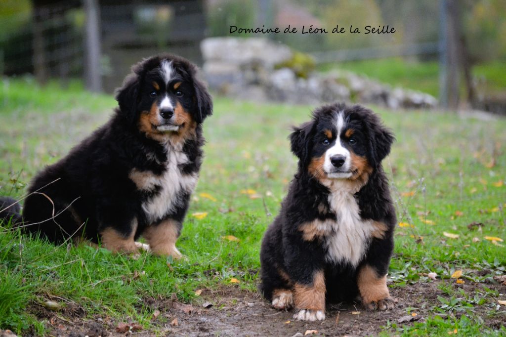 chiot Bouvier Bernois du Domaine De Léon De La Seille