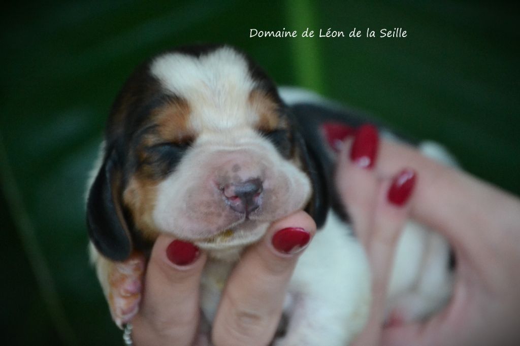 du Domaine De Léon De La Seille - Chiot disponible  - Basset Hound