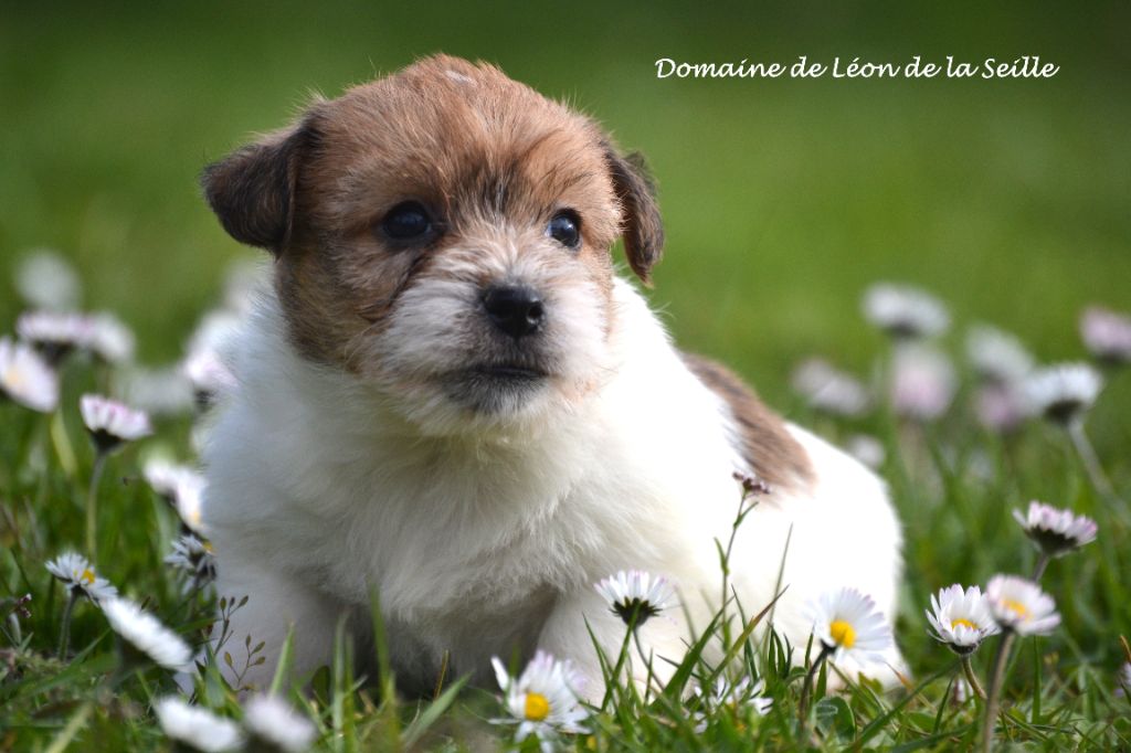 du Domaine De Léon De La Seille - Chiot disponible  - Jack Russell Terrier