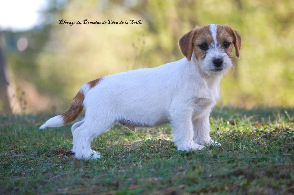 chiot Jack Russell Terrier du Domaine De Léon De La Seille