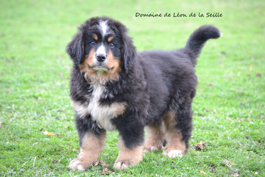 du Domaine De Léon De La Seille - Chiot disponible  - Bouvier Bernois