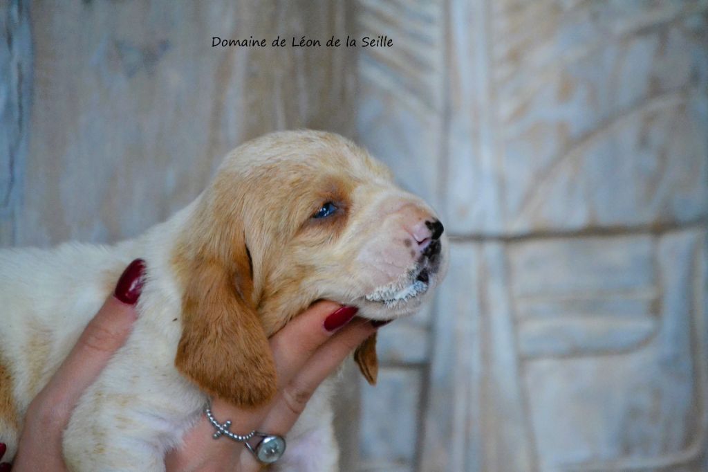 du Domaine De Léon De La Seille - Chiot disponible  - Basset Hound