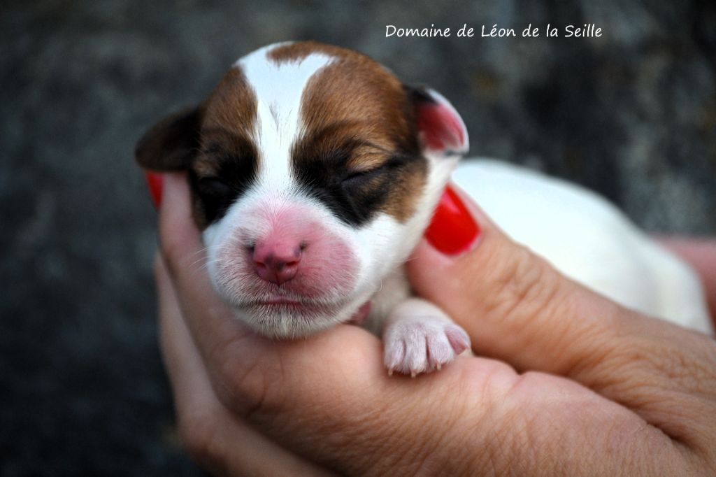 du Domaine De Léon De La Seille - Chiot disponible  - Jack Russell Terrier