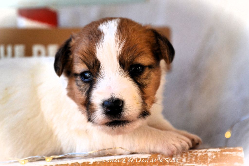 du Domaine De Léon De La Seille - Chiot disponible  - Jack Russell Terrier