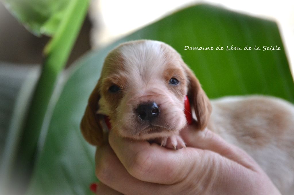 du Domaine De Léon De La Seille - Chiot disponible  - Basset Hound