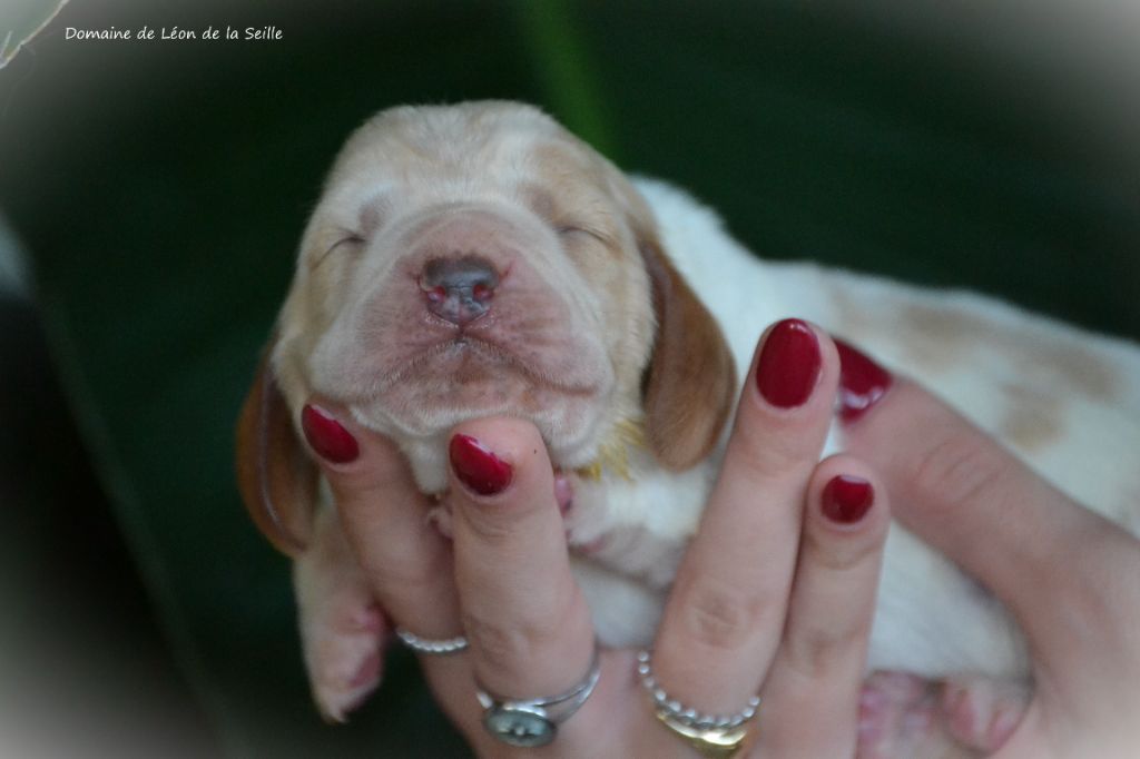 du Domaine De Léon De La Seille - Chiot disponible  - Basset Hound