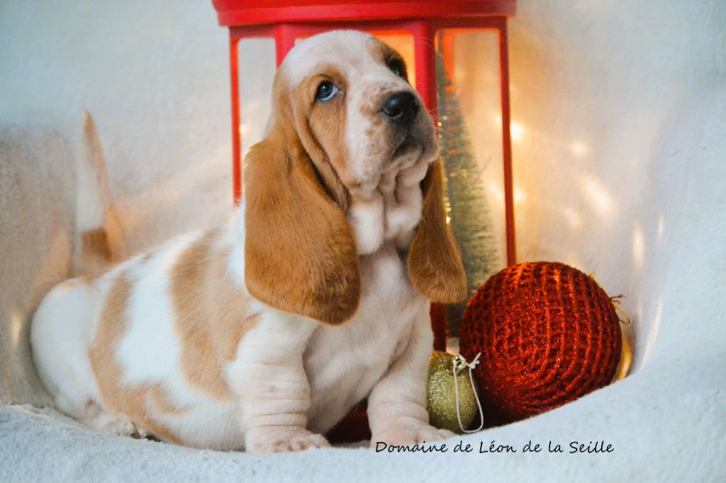 chiot Basset Hound du Domaine De Léon De La Seille