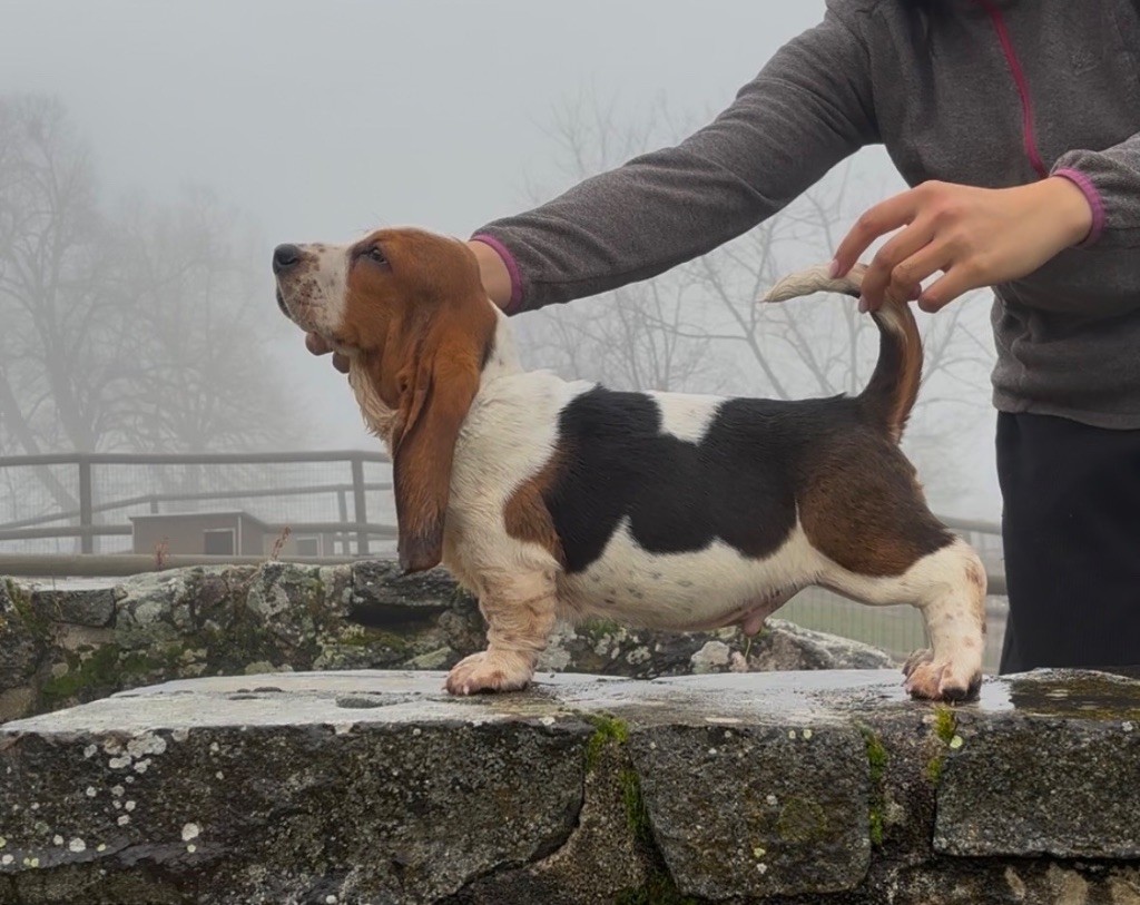 du Domaine De Léon De La Seille - Chiot disponible  - Basset Hound