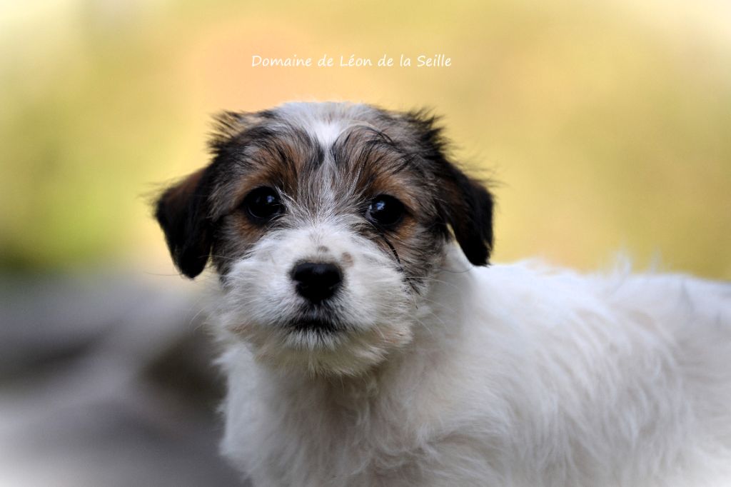 chiot Jack Russell Terrier du Domaine De Léon De La Seille