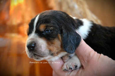 du Domaine De Léon De La Seille - Basset Hound - Portée née le 18/11/2024