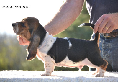 VALENTINO DU DOMAINE DE LEON DE LA SEILLE