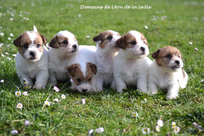 du Domaine De Léon De La Seille - Jack Russell Terrier - Portée née le 20/02/2024