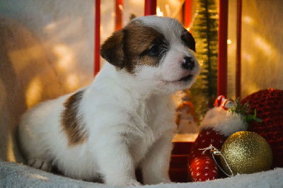 du Domaine De Léon De La Seille - Jack Russell Terrier - Portée née le 06/11/2024