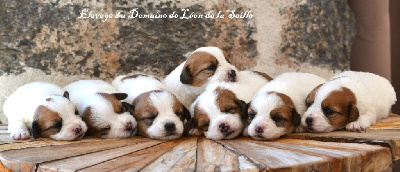 du Domaine De Léon De La Seille - Jack Russell Terrier - Portée née le 01/02/2023