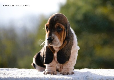 VALENTINO DU DOMAINE DE LEON DE LA SEILLE